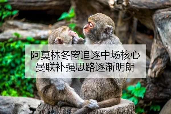 阿莫林冬窗追逐中场核心 曼联补强思路逐渐明朗